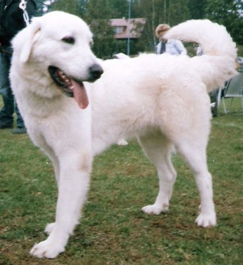 Polish Tatra Shepherd Dog