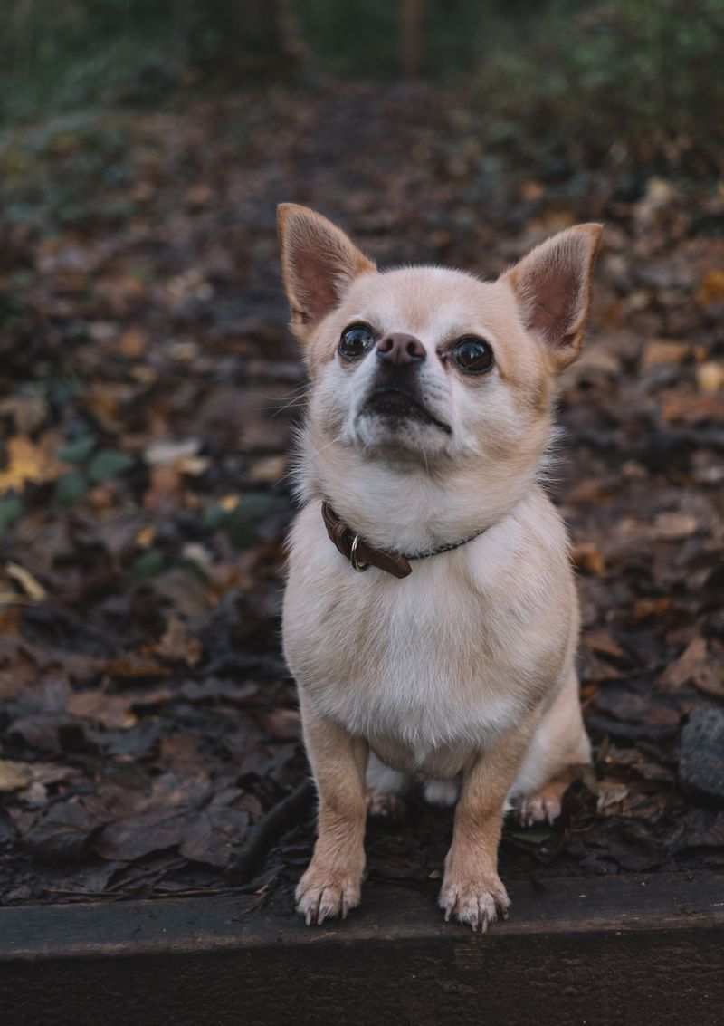 Growling isn't always bad behavior - These dogs remind owners why the warning matters 4 Chihuahua - the tiny truth teller