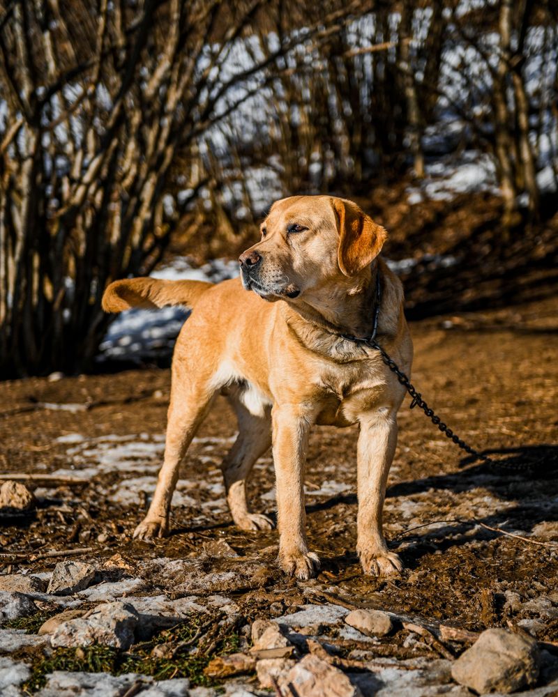 Adventure outside. Relaxation inside. These 11 dog breeds do both exceptionally well 2 Labrador Retriever