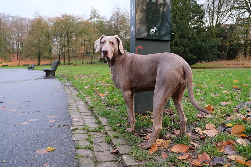 12 challenging puppy breeds that eventually become the most loyal dogs imaginable 8 Weimaraner