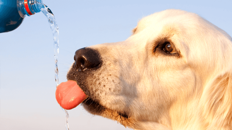 10 must-pack dog travel essentials that make every trip smoother 3 Travel water bottle