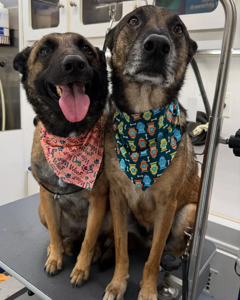 22 Everyday Human Habits That Can Stress Out Your Dog 9 Bathing too frequently