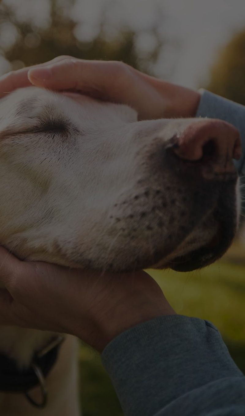 12 beautiful signs your dog feels deeply loved, emotionally safe, and truly happy 9 Seeking affection gently