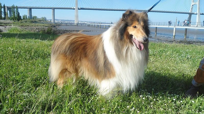 Collie