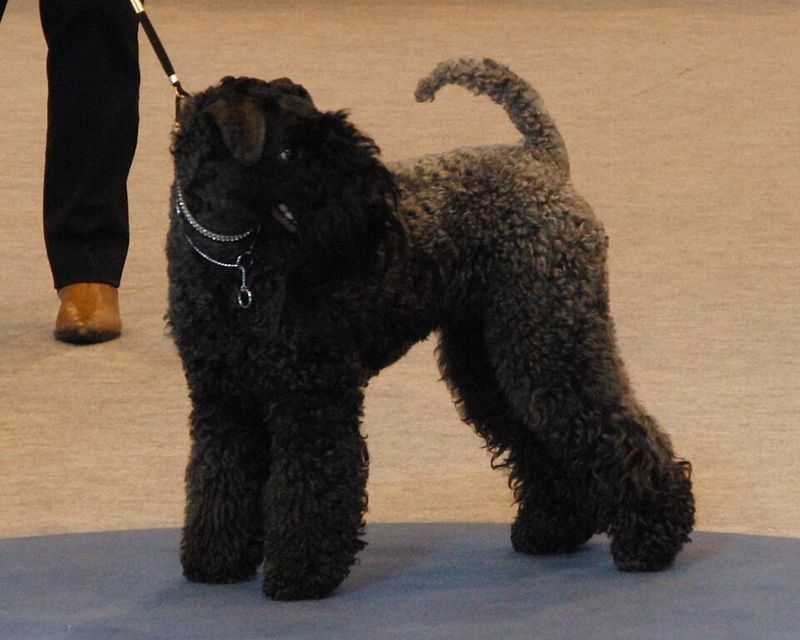 Kerry Blue Terrier