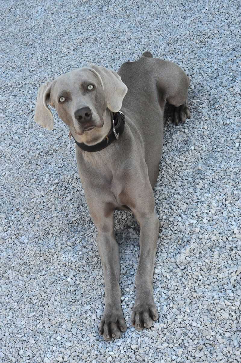 Weimaraner