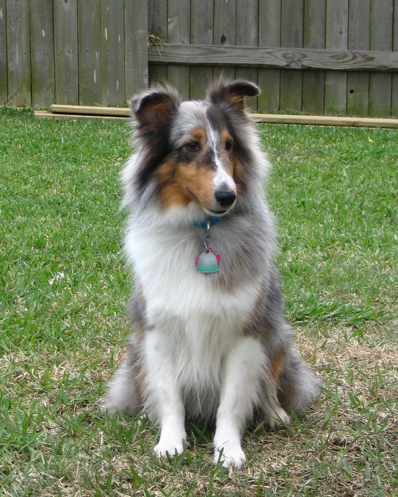 Stop wearing your dog out physically and start challenging them mentally instead 8 Shetland Sheepdog