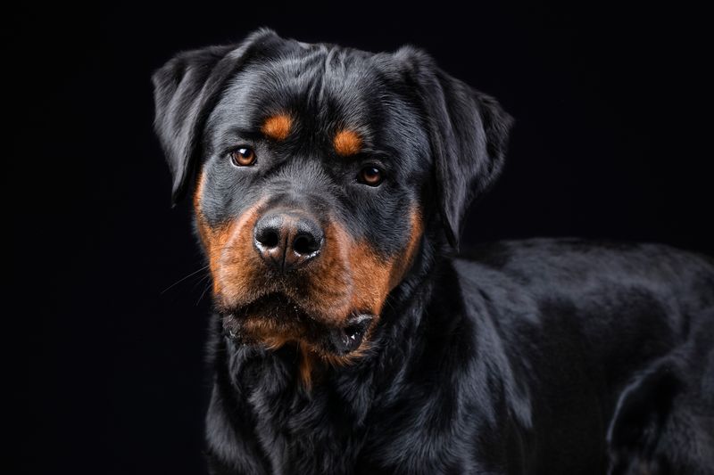 25 Dog Breeds with a Majestic Look That Instantly Draws Attention 8 Rottweiler
