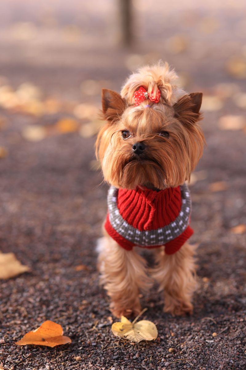 Yorkshire Terrier - tiny tycoon in silk