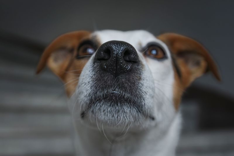 10 hidden scent trails dogs can follow even when humans detect absolutely nothing 11 Scents carried surprisingly far by moving air