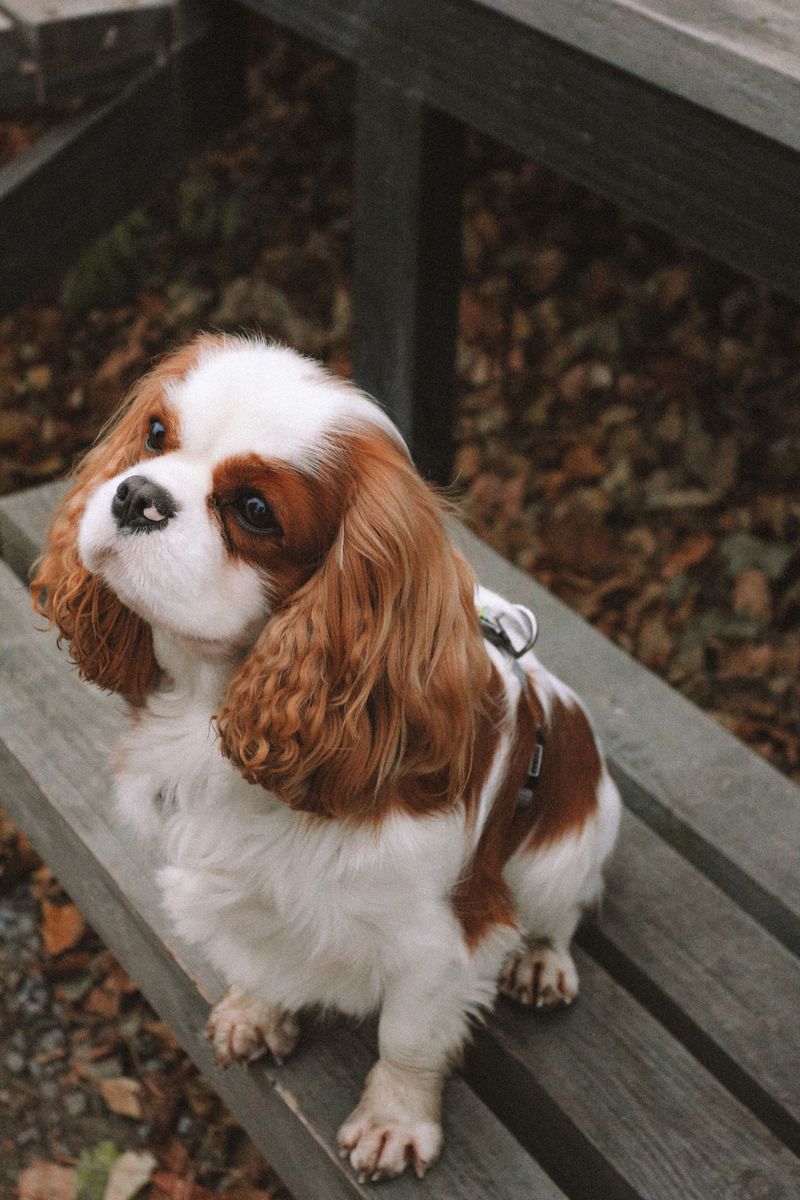 Labrador Retrievers are fantastic - but these 14 breeds bring something equally special 6 Cavalier King Charles Spaniel