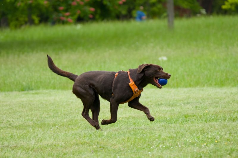 Labrador Retriever