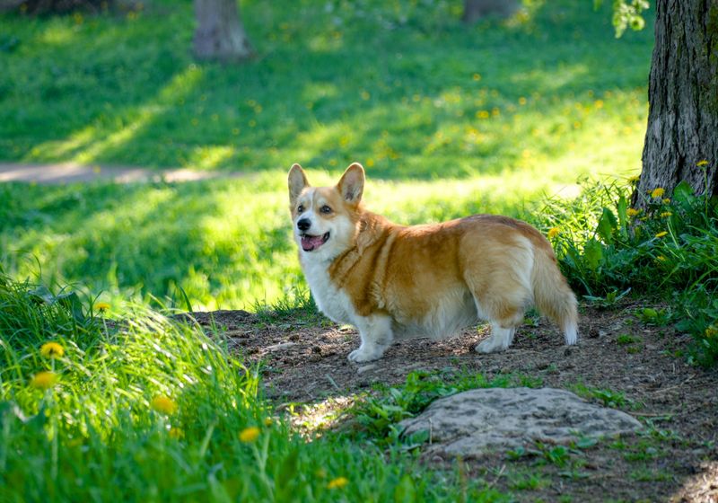 Some dogs enter a room quietly - These 12 breeds can bring the energy with them 12 Pembroke Welsh Corgi