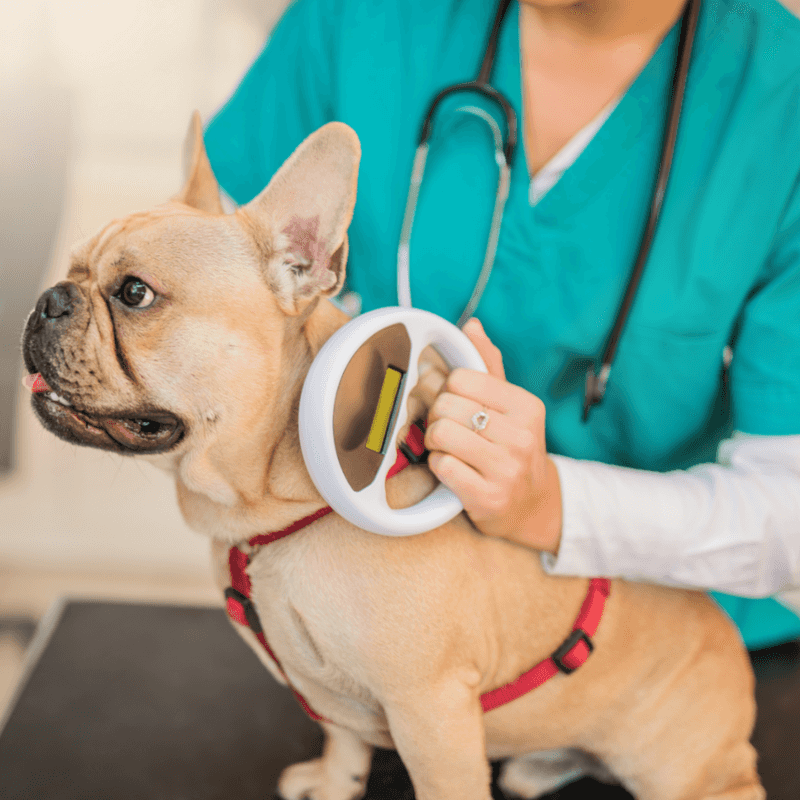 Notify Your Microchip Company