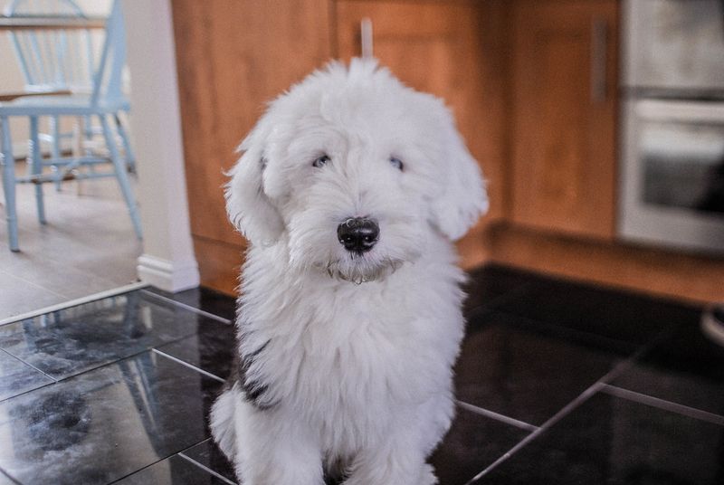 Old English Sheepdog