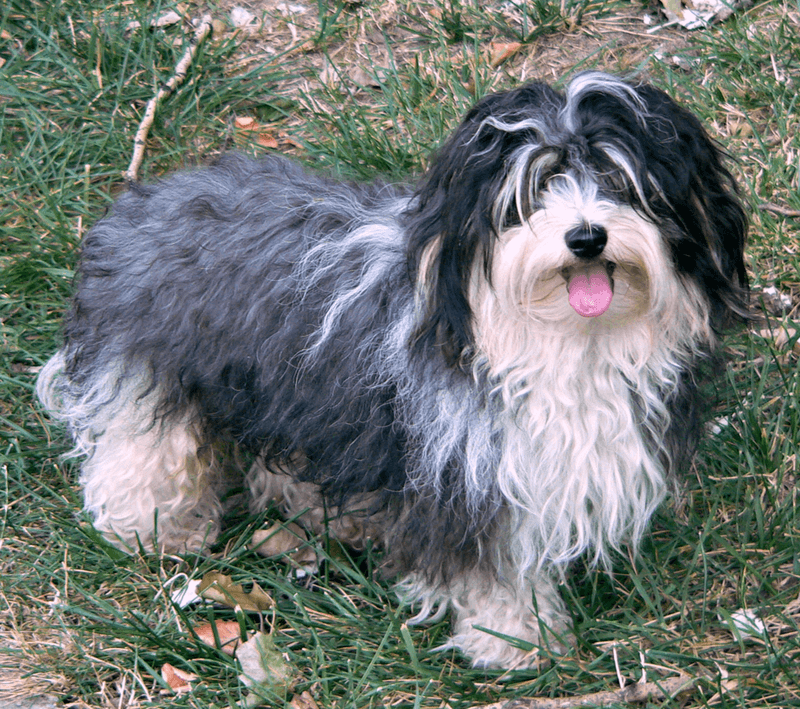 The best dog for everyday life may be the one that doesn't demand your entire lifestyle change 2 Havanese