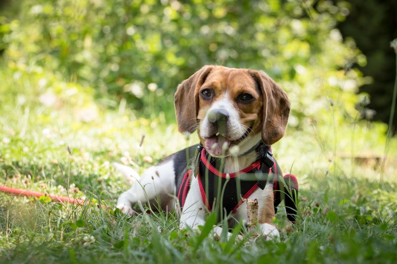 Beagle