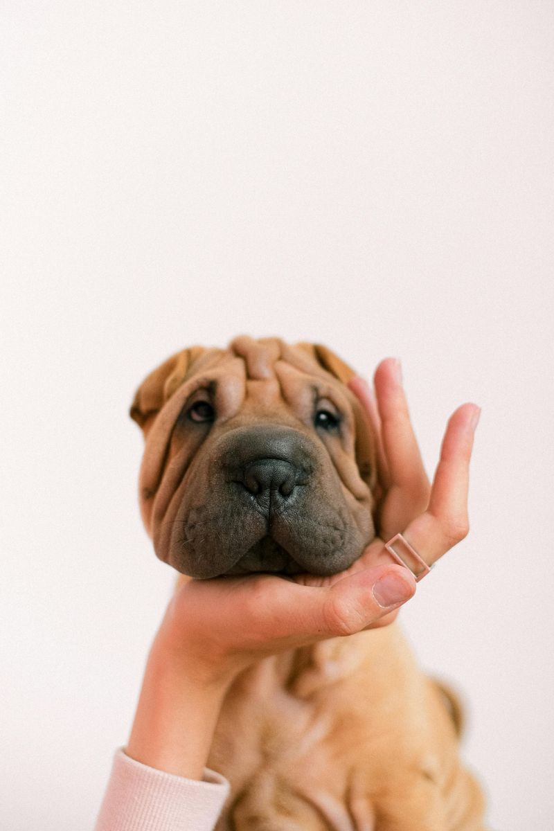 Shar Pei