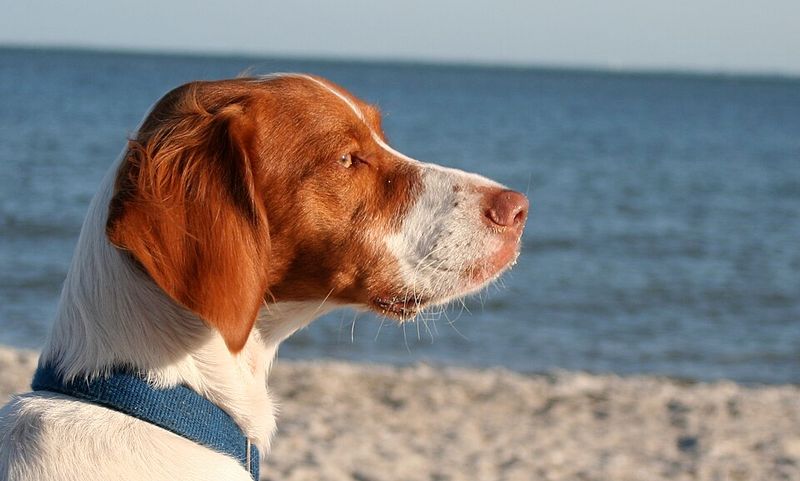 These 11 dog breeds think every car ride leads somewhere exciting - plus 2 that disagree completely 5 Brittany