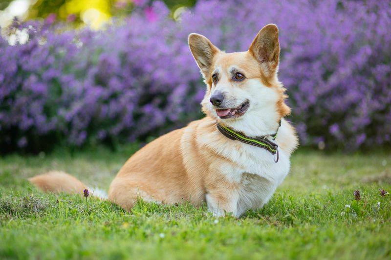 11 Friendly Dog Breeds That Thrive on Socializing and Meeting New People 11 Pembroke Welsh Corgi