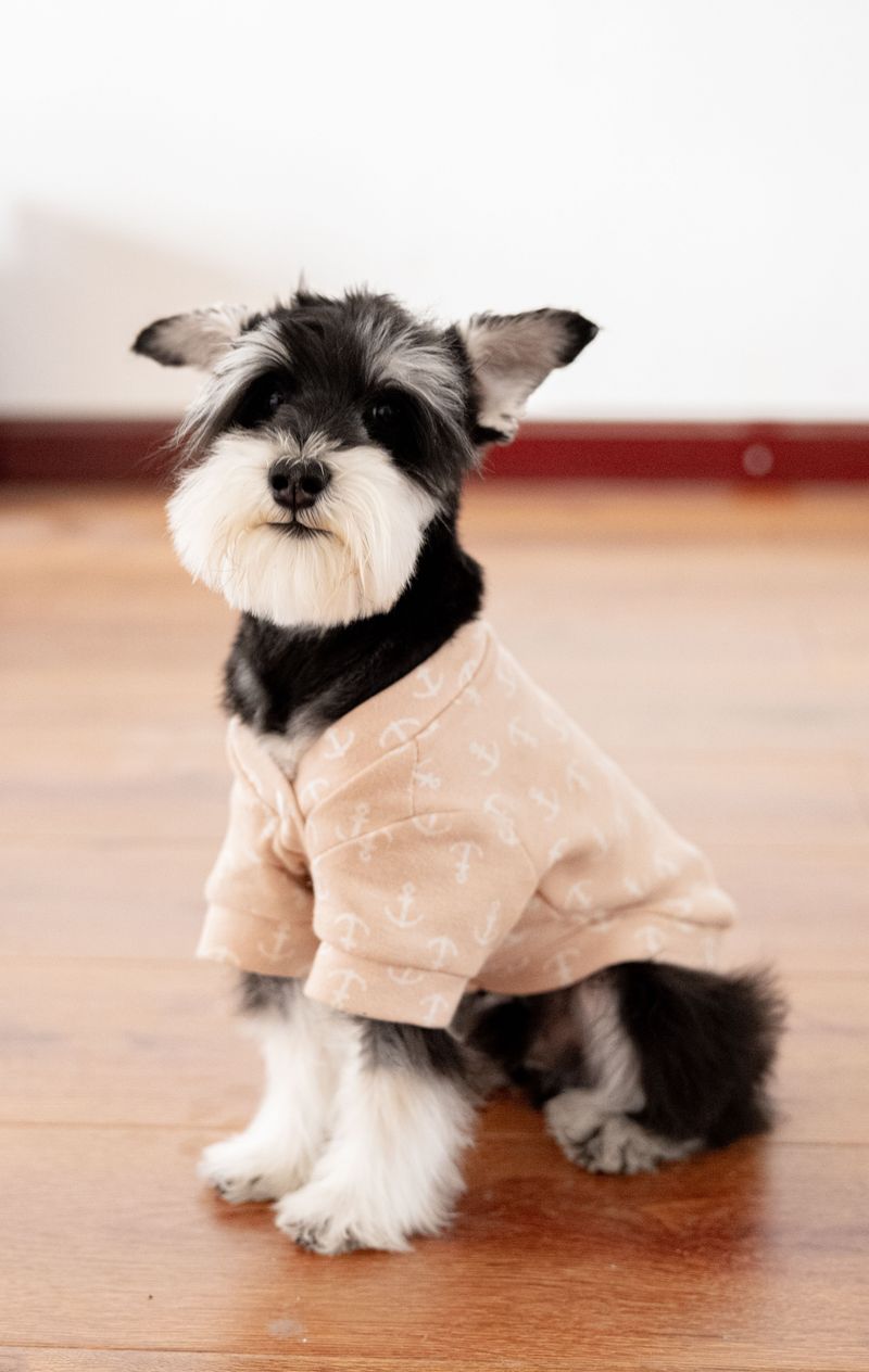 Some breeds don't need years to win people over - One unforgettable dog can do the job 10 Miniature Schnauzer