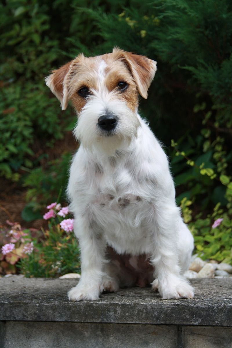 12 Dog Breeds That Might Not Be the Best Match for Cat Owners 3 Jack Russell Terrier
