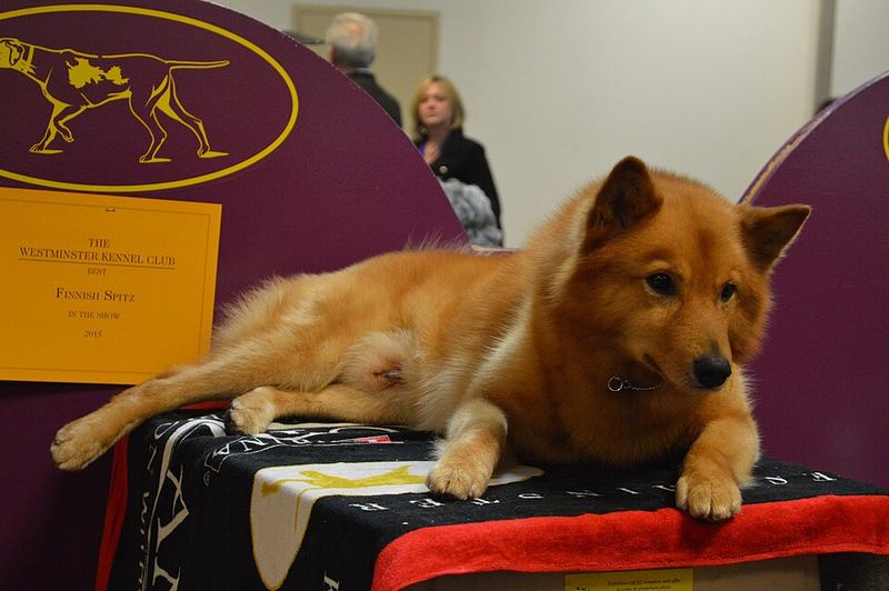 11 Dog Breeds That Can Sense Visitors Long Before the Doorbell Rings 5 Finnish Spitz