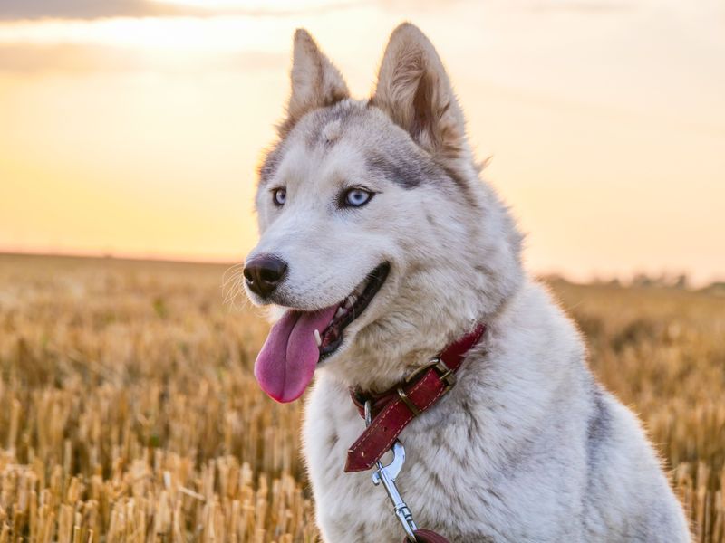 From dramatic reactions to clever routines, these dog breeds sometimes seem almost human 2 Siberian Husky