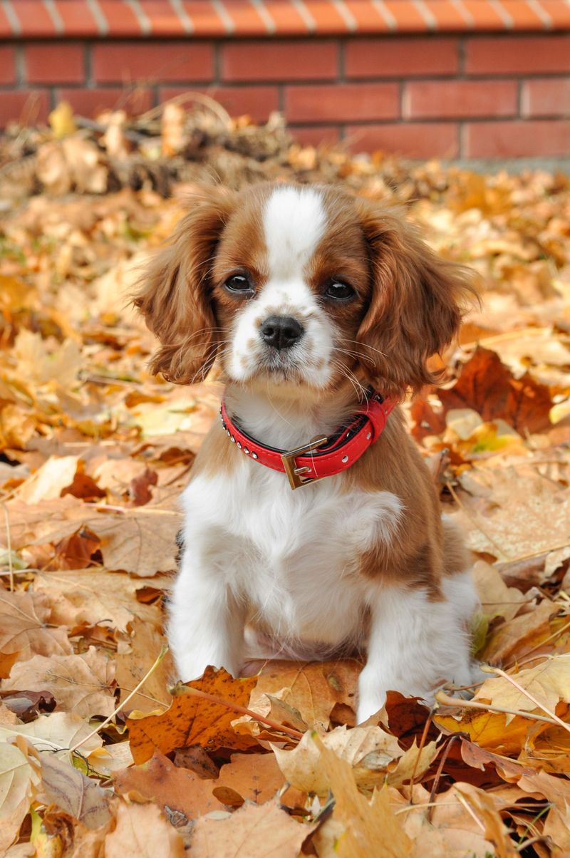 First-time owners tend to fall hard for these 10 easygoing dog breeds 2 Cavalier King Charles Spaniel