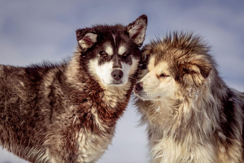 16 Powerful Dog Breeds That Carry a Bold and Fearsome Reputation 15 Alaskan Malamute