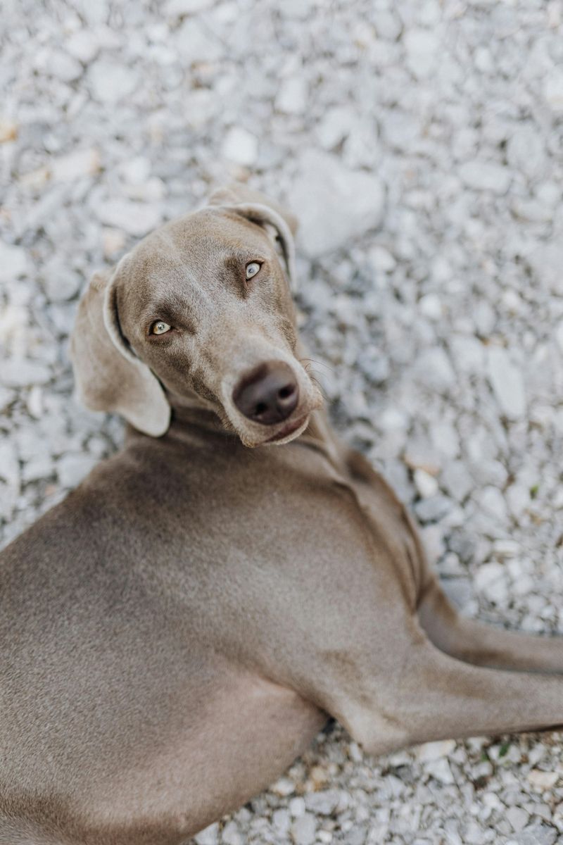 13 dog breeds people rush to adopt and quietly give up on later 10 Weimaraner