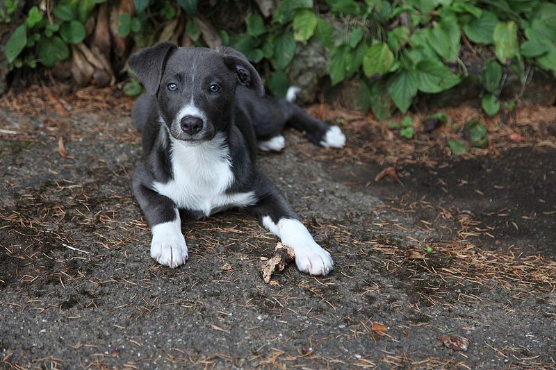 A few famous mixes dominate attention - These unusual combinations barely get mentioned 12 Aussiedor - Australian Shepherd × Labrador Retriever