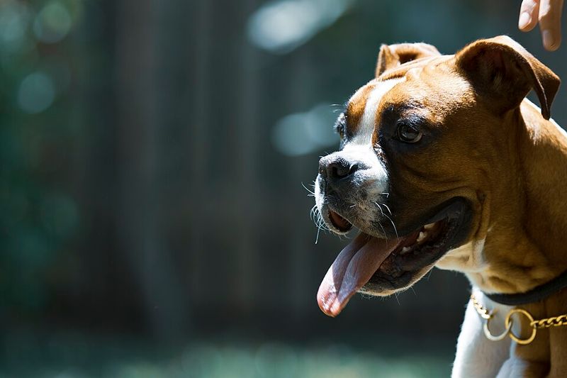 24 Dog Breeds Most Often Linked to Biting Incidents — and the Reasons Behind It 25 Boxer