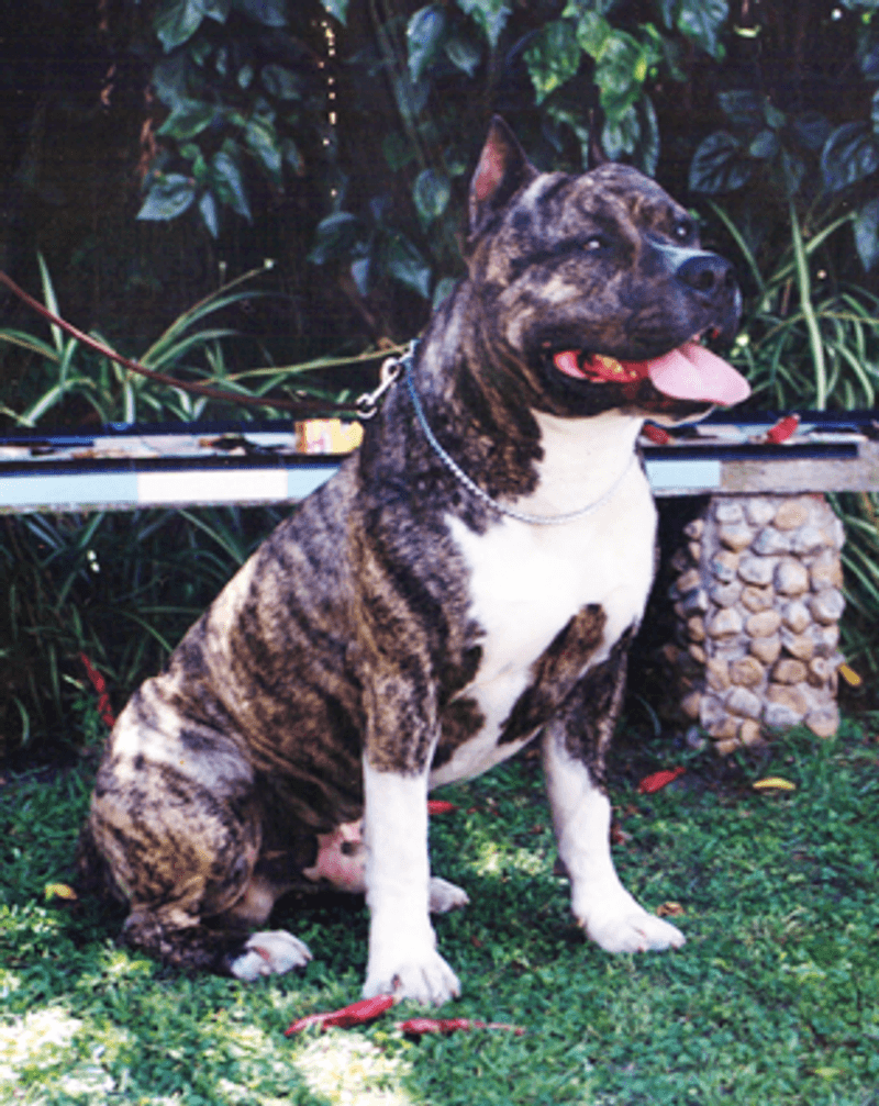 American Staffordshire Terrier