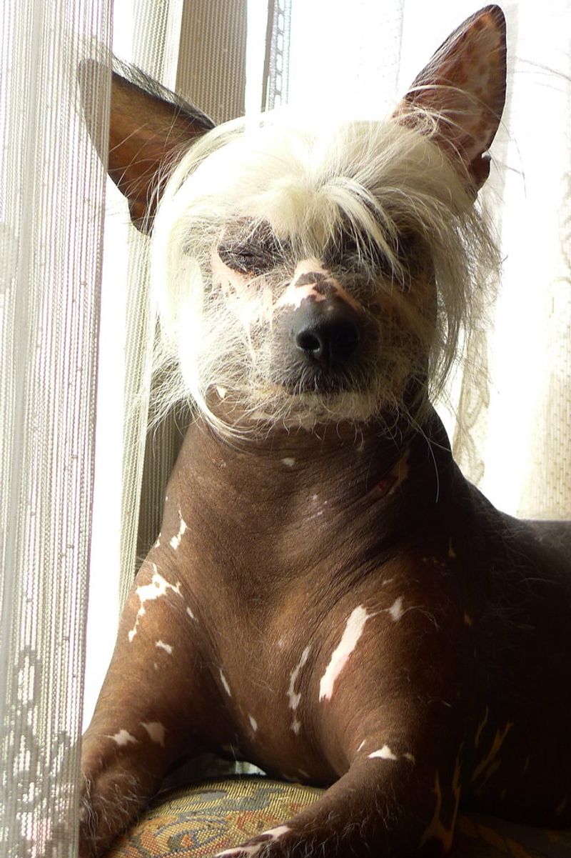 16 Heavy-Shedding Dog Breeds That Shed a Lot (and 10 That Shed Very Little) 25 Chinese Crested (Hairless)