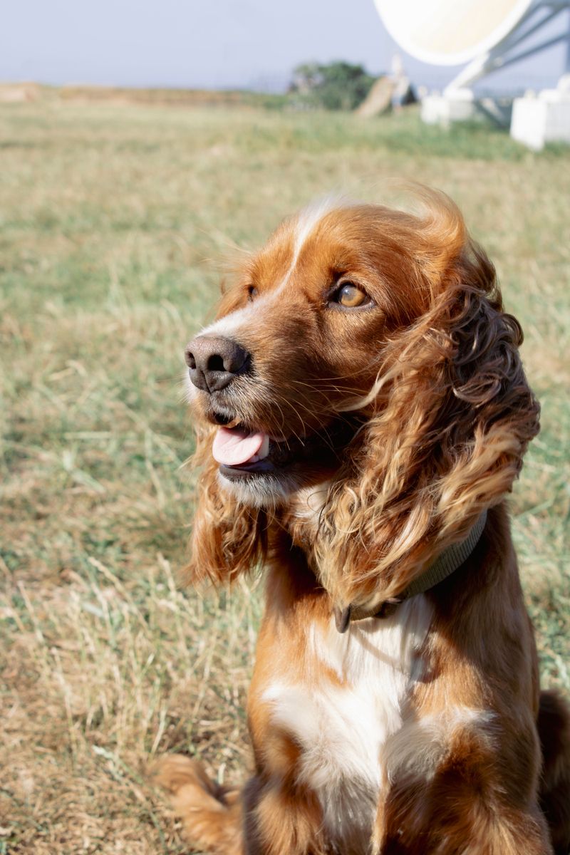 These mild-natured dogs put temperament ahead of intimidation 7 Cocker Spaniel