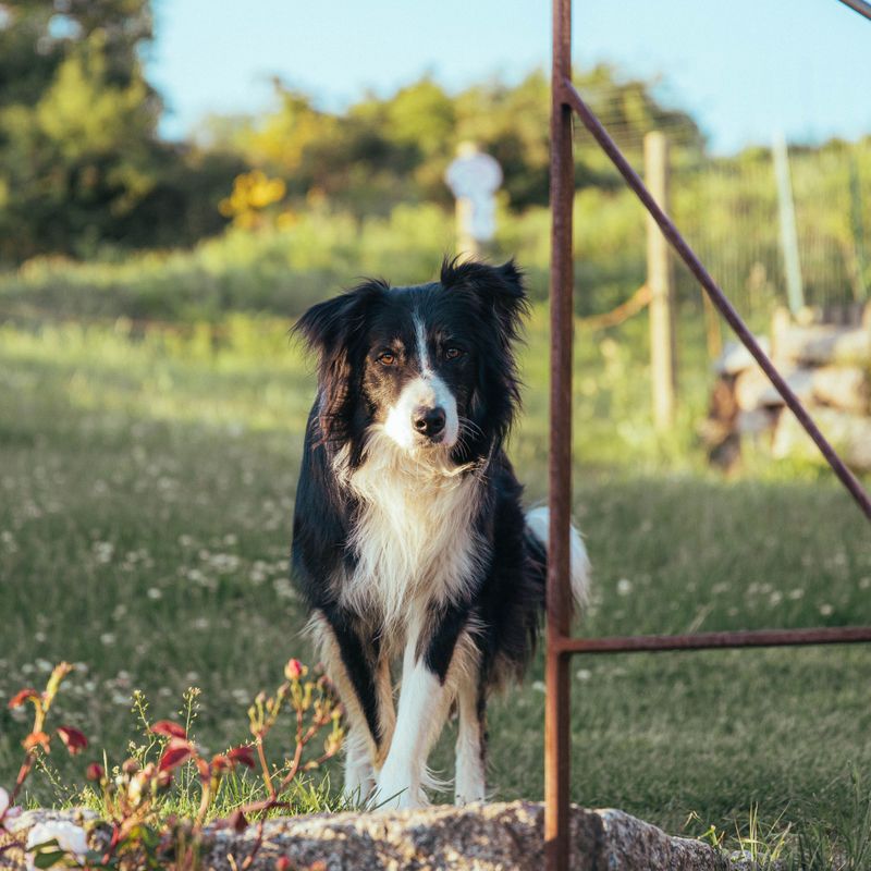 Border Collie