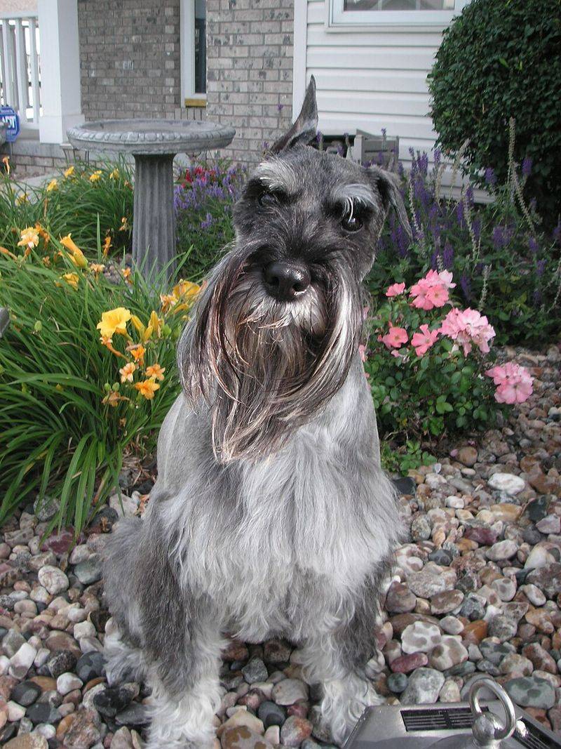 People Love “Obedient Dogs” – These 11 Breeds Prefer Thinking Over Following 10 Standard Schnauzer