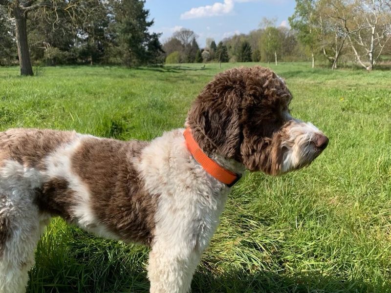 Lagotto Romagnolo