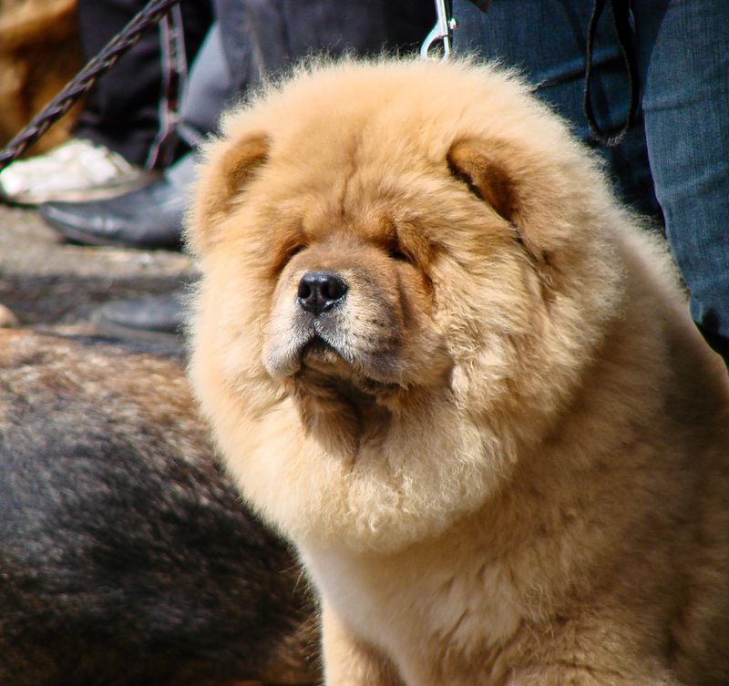 Think your dog didn't hear you? These breeds may understand perfectly and still make their own decision 13 Chow Chow