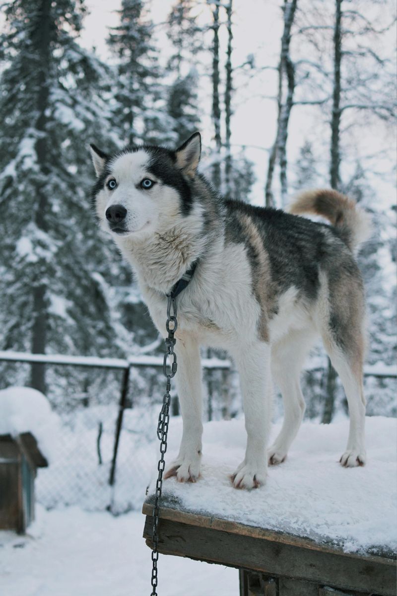 Siberian Husky