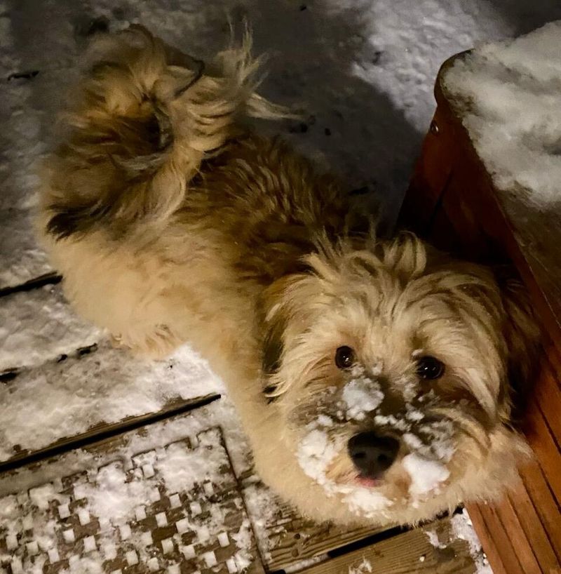 10 dog breeds that care more about daily activity than yard size - plus 3 surprisingly adaptable companions 13 Havanese