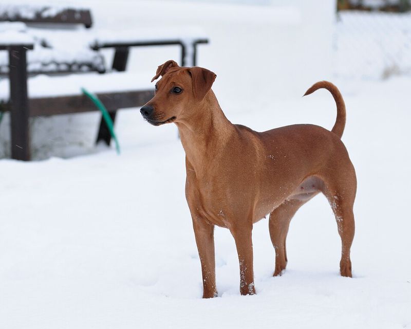 German Pinscher