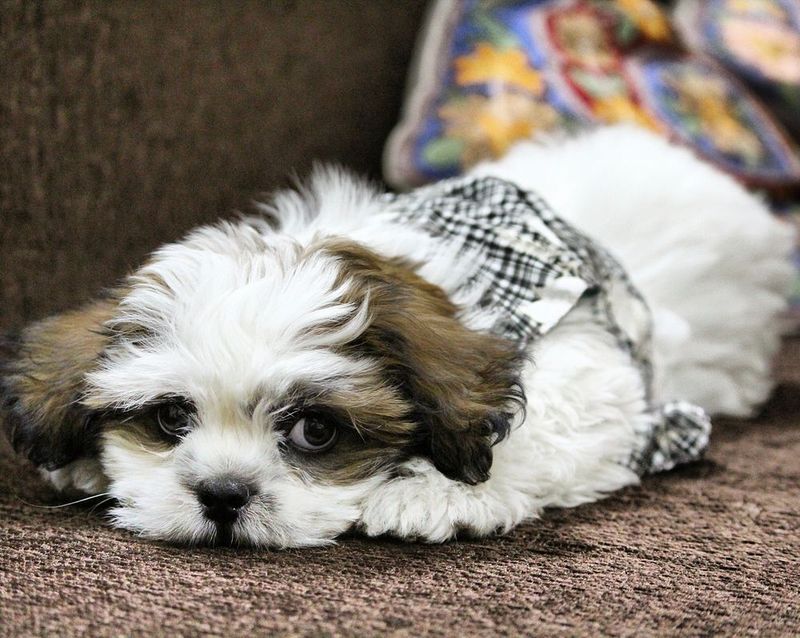 No dog is truly hypoallergenic - But these breeds may be easier for certain allergy-sensitive households to consider 8 Shih Tzu