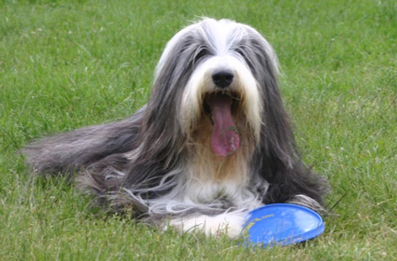 Bearded Collie