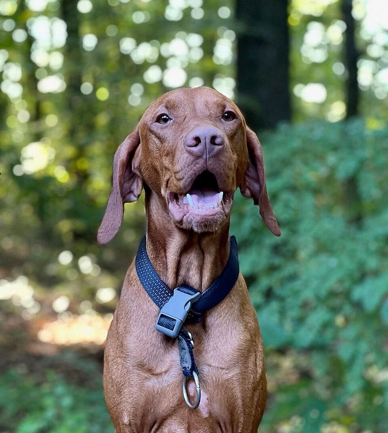 You don't always need to explain a bad day - these dog breeds may notice the change before anyone else 4 Vizsla