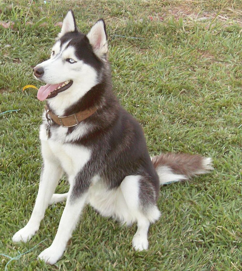 Living with these dog breeds can mean deciding whether to laugh first or clean up first 4 Siberian Husky