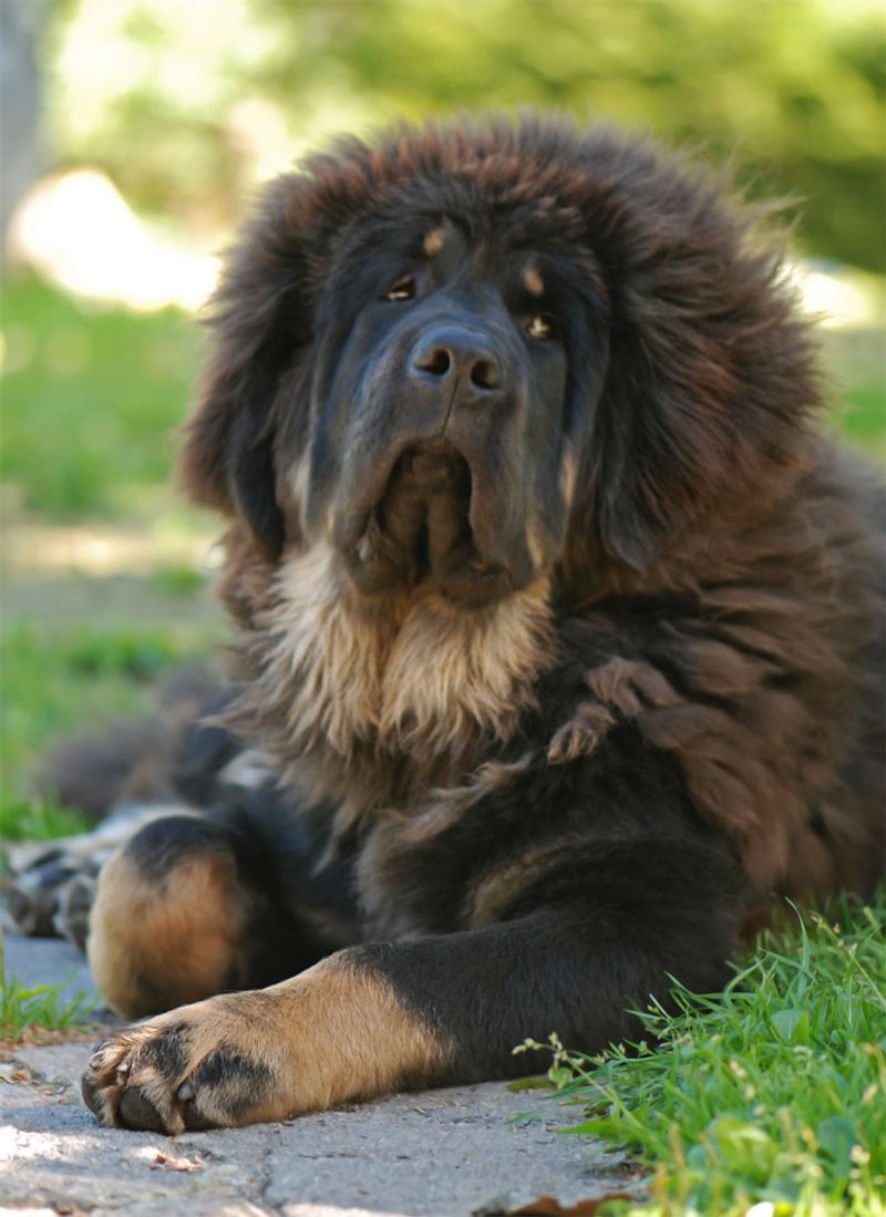 You can't charm every dog instantly - These breeds often make strangers earn their approval 12 Tibetan Mastiff