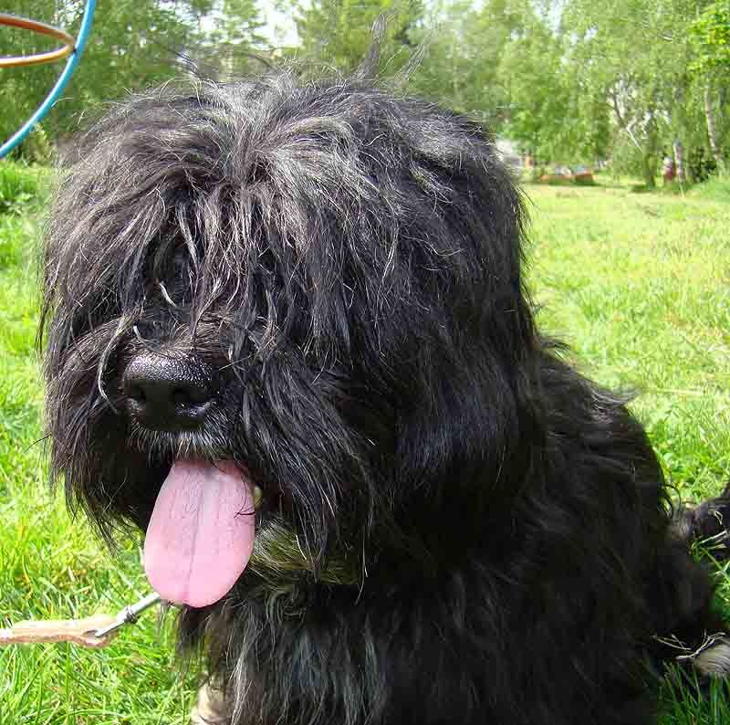 These 12 dog breeds turn into shadows because being near you helps them feel safe 4 Havanese