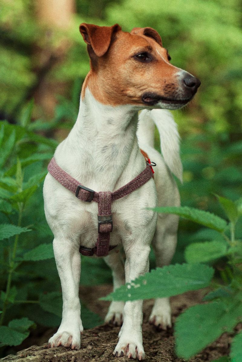 Cancel the entertainment - These dog breeds can turn an ordinary Tuesday into a comedy show 9 Jack Russell Terrier